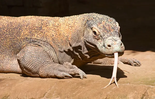 Komodo dragon — Stock Image Komodo dragon Royalty Free Stock Images