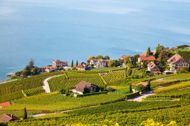 Lavaux bölgesi