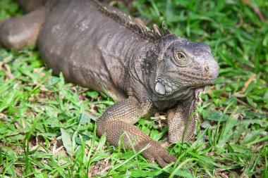 Iguana