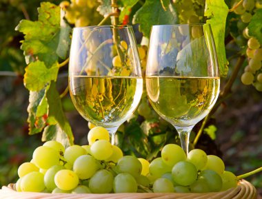 Lavaux bölgesi