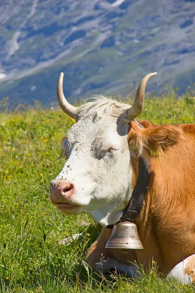 Swiss cow — Stock Photo, Image