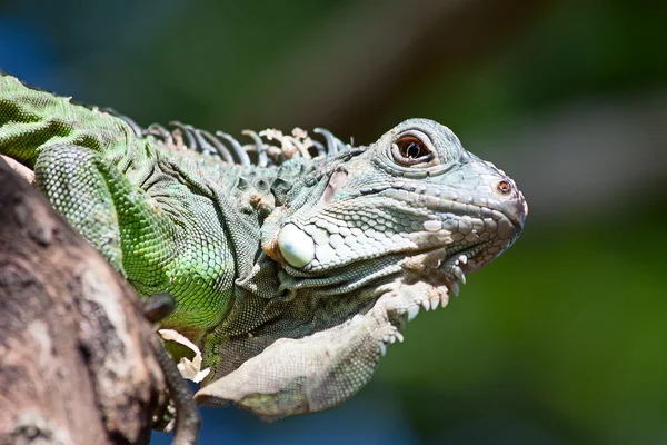 Leguan — Stockfoto