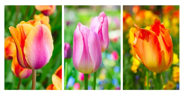 Tulipanes — Foto de Stock