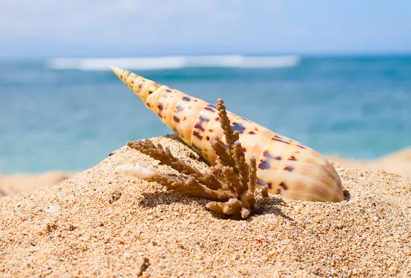 Concha marítima — Fotografia de Stock