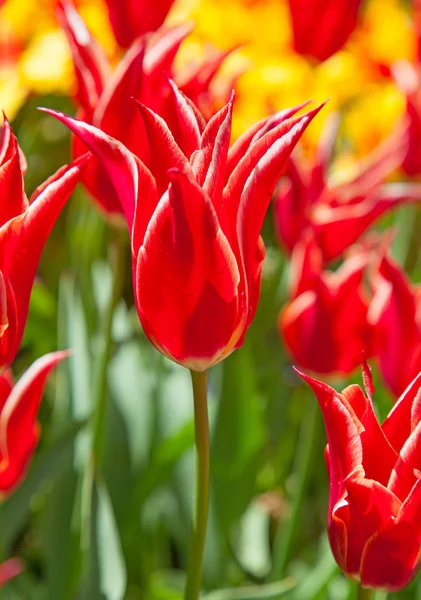 Tulips — Stock Photo, Image