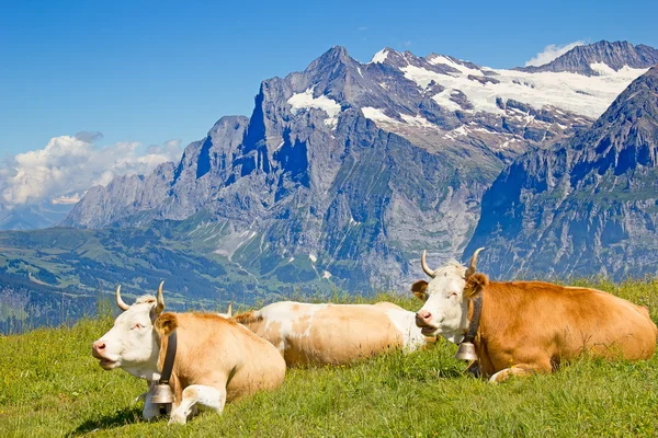 İsviçre ineği — Stok fotoğraf