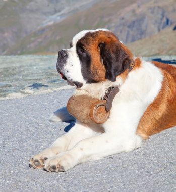 St. bernard köpeği
