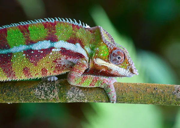 Zielony kameleon — Zdjęcie stockowe