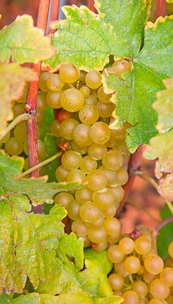 Região de lavaux — Fotografia de Stock