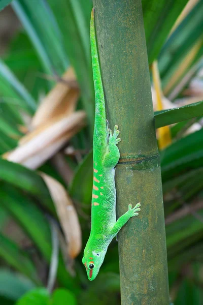 Gecko verde — Fotografia de Stock