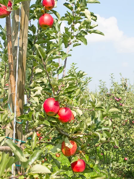 Apple tuin — Stockfoto