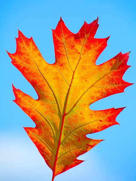 Осенний Дубовый Лист Фото