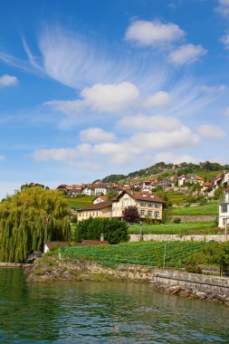 lavaux bölgedeki üzüm bağları