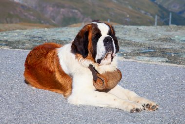 St. bernard köpeği