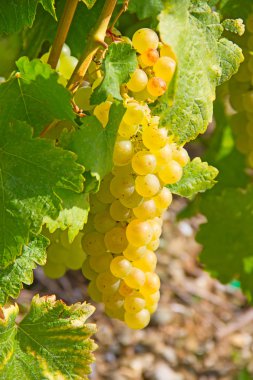 Yeşil üzüm üzüm