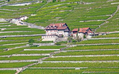Lavaux bölgesi