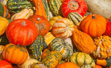 Renkli balkabakları