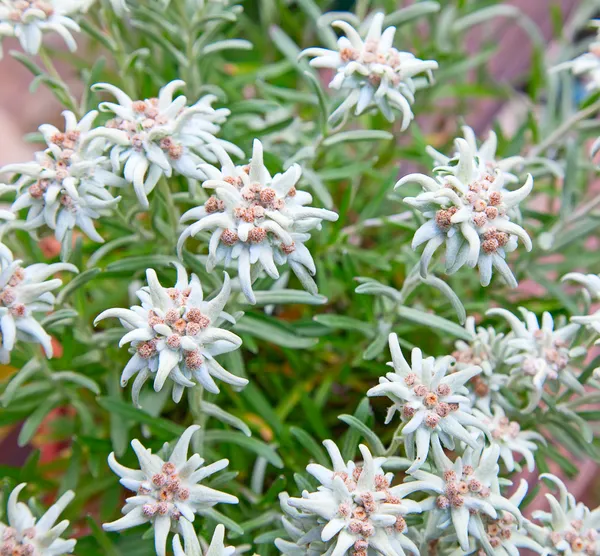 Edelweiss. —  Fotos de Stock