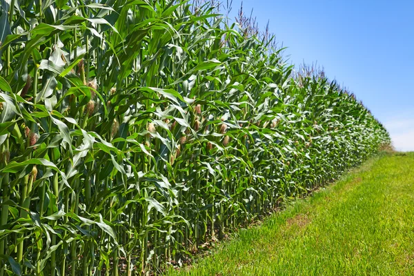 Campo di mais — Foto Stock