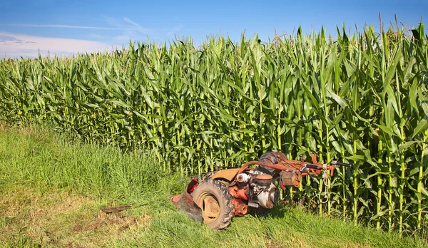 Campo di mais — Foto Stock