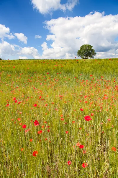 Champ de blé — Photo