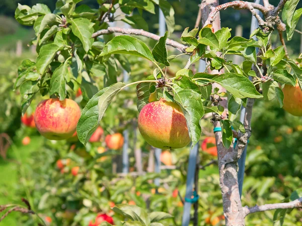 Ripe apples — Stock Photo, Image