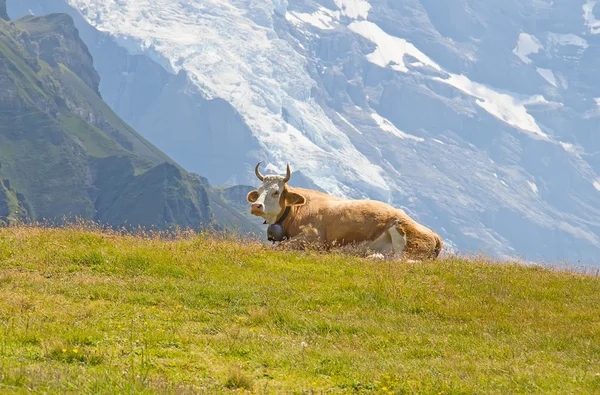 Swiss tehén — Stock Fotó