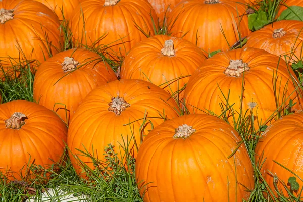 Colorful pumpkins — Stock Photo, Image