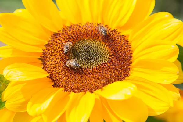 Sunflower heads with bees — Stock Photo, Image