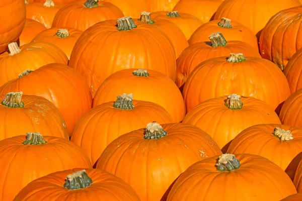 Colorful pumpkins — Stock Photo, Image