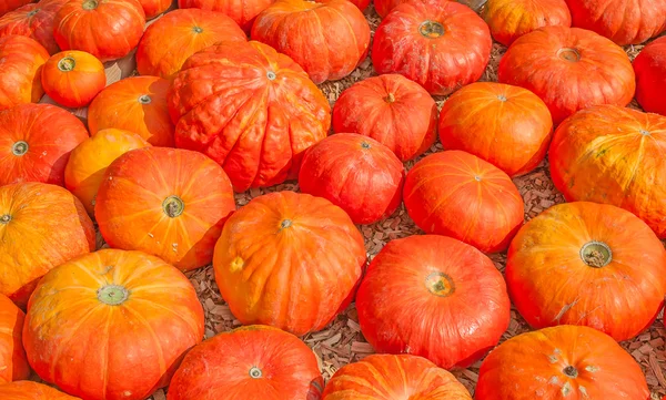 Calabazas anaranjadas — Foto de Stock