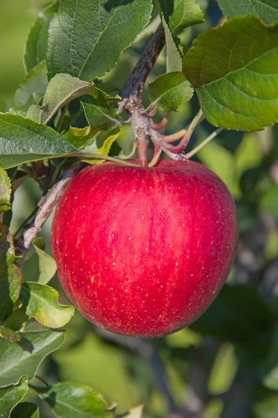 Rijpe rode appel — Stockfoto