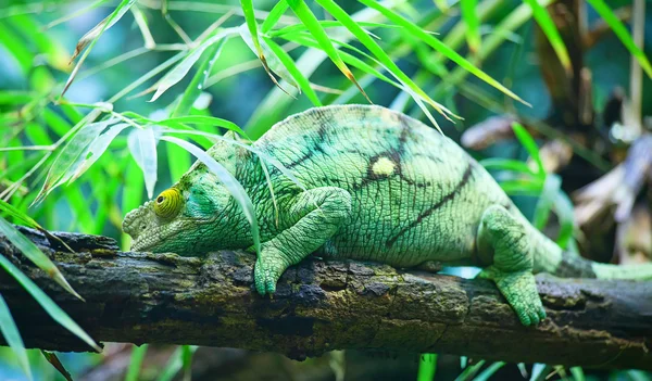 Camaleón verde — Foto de Stock