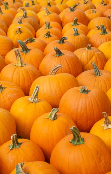 Collection Citrouilles Colorées Sur Marché Automne — Photo