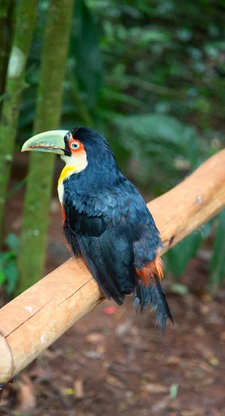 Farbenfroher Tucan Wilden Dschungel Nahe Den Iguazu Wasserfällen — Stockfoto
