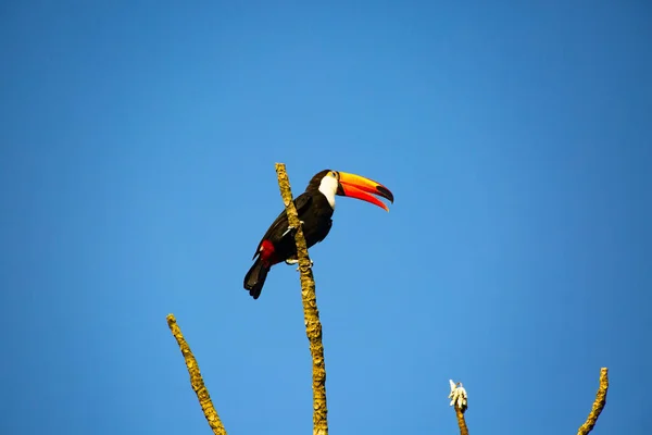 Tucano Colorido Selva Selvagem Nas Proximidades Cataratas Iguaçu — Fotografia de Stock