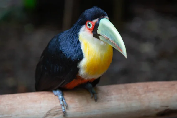 Farbenfroher Tucan Wilden Dschungel Nahe Den Iguazu Wasserfällen — Stockfoto