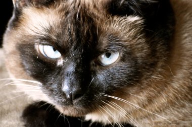 Birmanya Kedisi