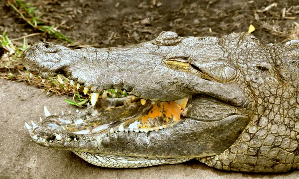 Krokodil toont zijn tanden — Stockfoto