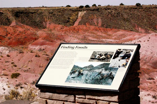 Petrified Forest - Finding Fossils — Stock Photo, Image