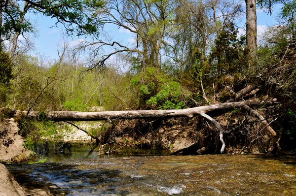 Puente de tronco de árbol —  Fotos de Stock