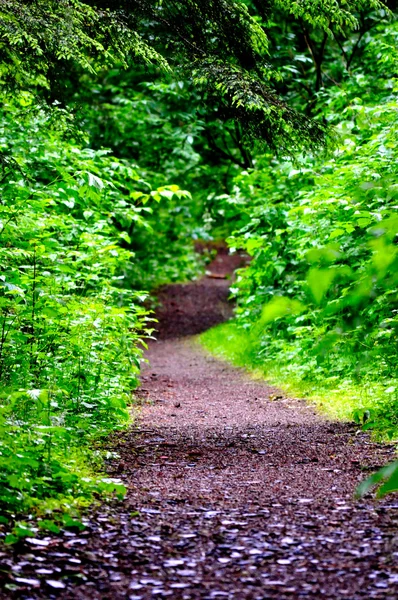 Waldlehrpfad — Stockfoto