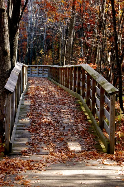 Podzimní cesta do lesa-1 — Stock fotografie