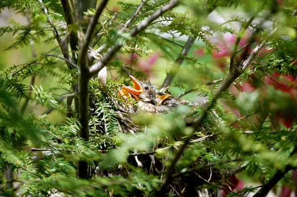 Baby Bird Beaks procurando comida-1 — Fotografia de Stock