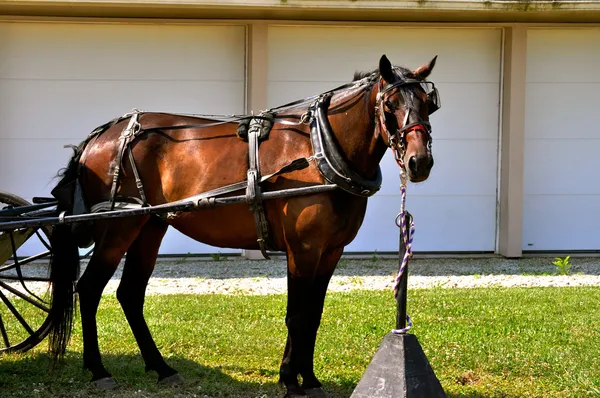 Caballo en la correa — Foto de Stock