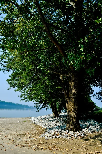 Trees on water — Stock Photo, Image