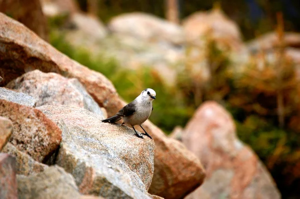 Bird on rock — Stock Photo, Image