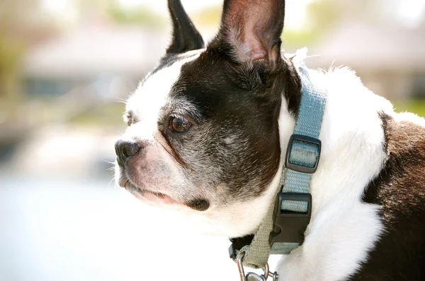Boston Terrier mira fijamente a 1 —  Fotos de Stock