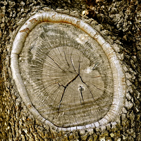 Knothole. — Foto de Stock