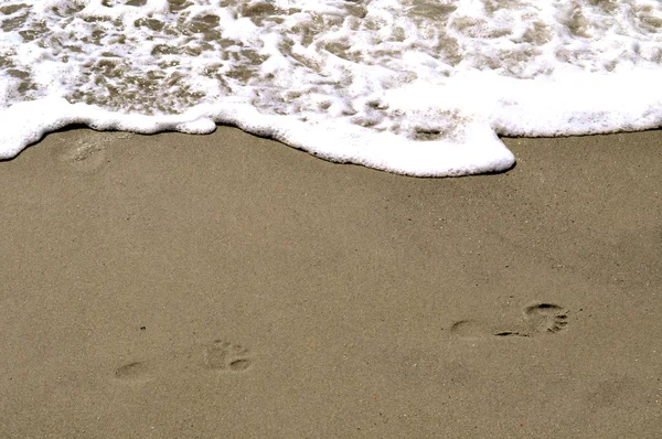 Passos na areia — Fotografia de Stock